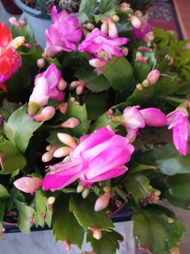 Cactus De Navidad Color Rosa