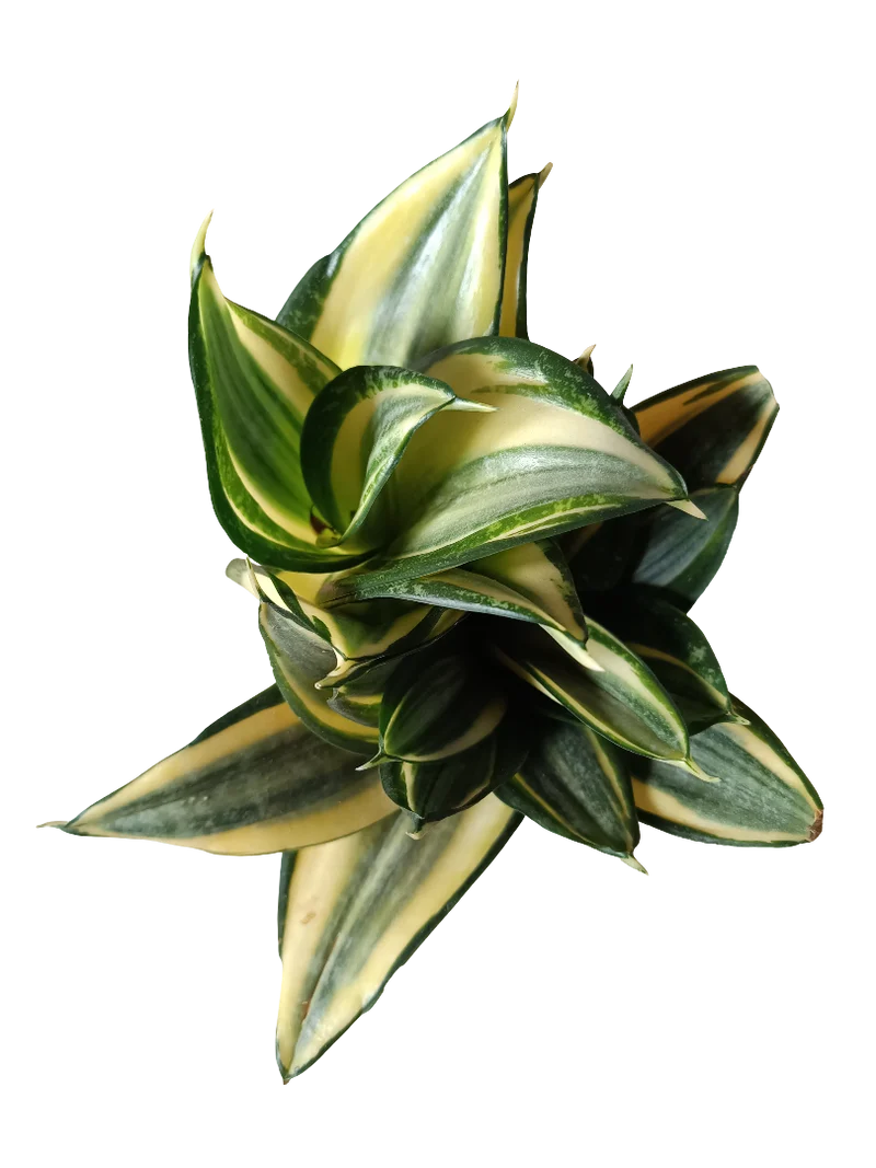 Sansevieria Hahnii Golden Planta Mini Ø6