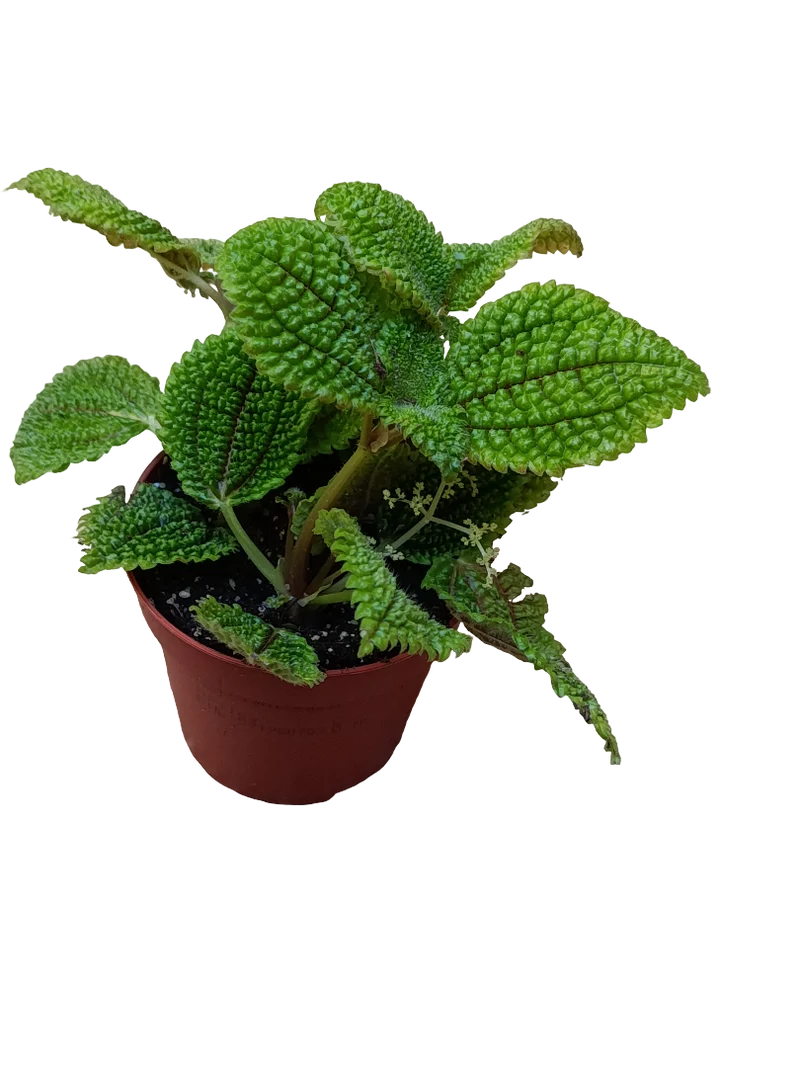 Pilea Moon Valley Planta De Interior Ø8