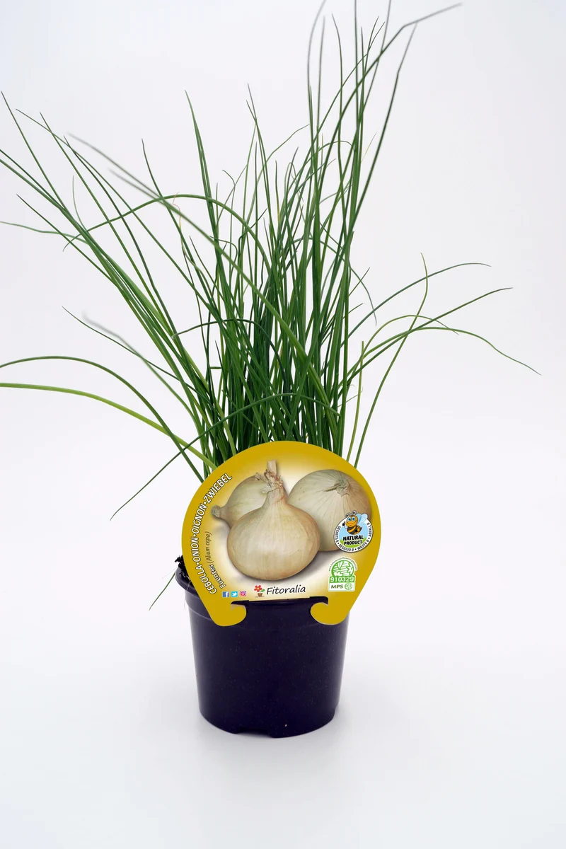 Plantón Cebolla Fuentes En Maceta 10,5 Cm. Natural - Fitoralia