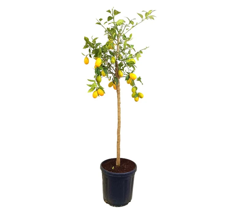 Limequat M30 140cm