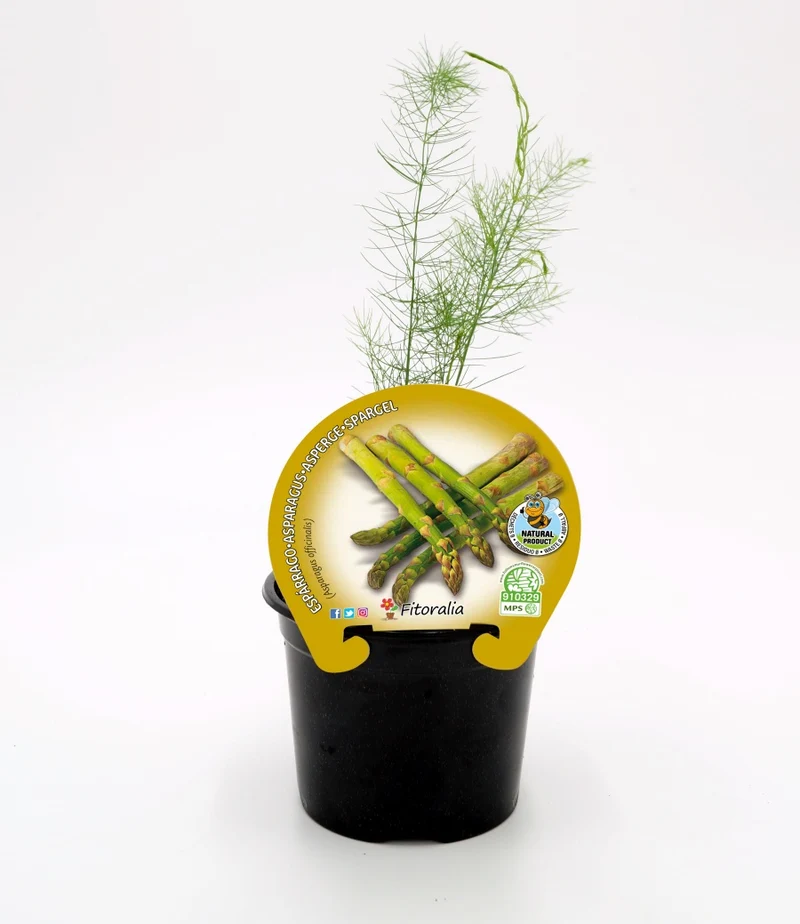 Plantón Espárrago En Maceta 10,5 Cm. Natural - Fitoralia