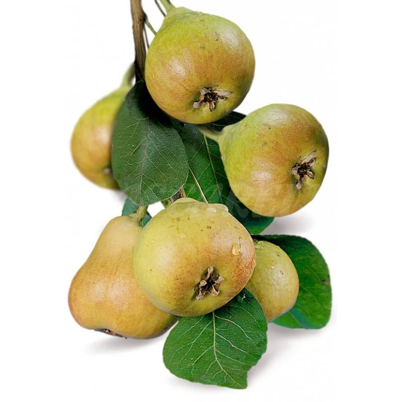 Frutal Pera Castell - Planta Natural - Maceta 26cm. - Altura Aprox. 120/150