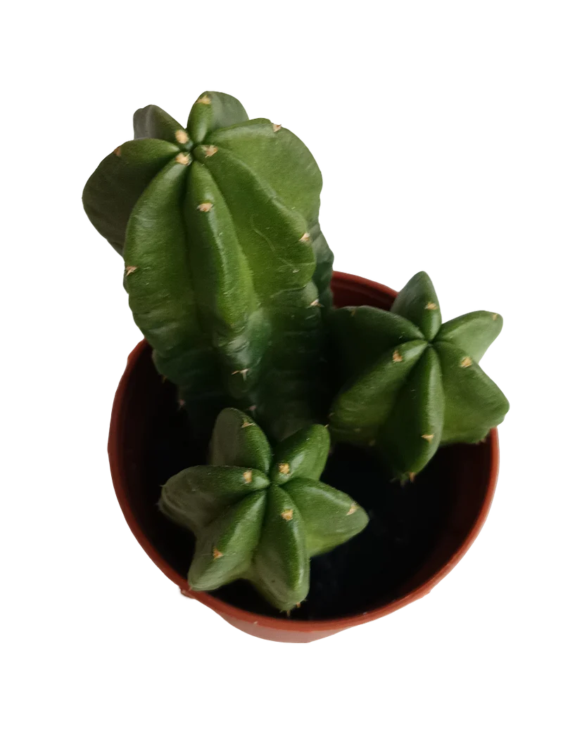Echinocereus Morricai Cactus Planta Ø5 Cms