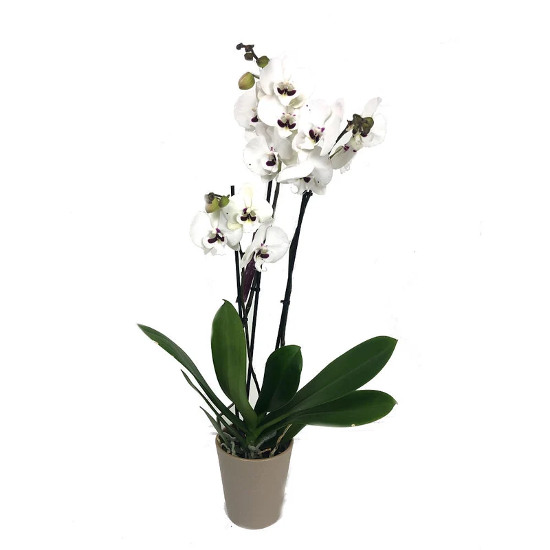 Orquidea Phalaenopsis Prince 2/3 Tallos M12 70cm