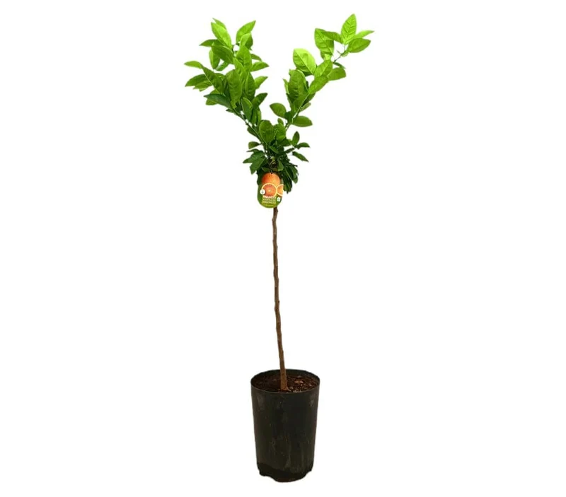 Naranjo Vaniglia Tb20 100-120cm