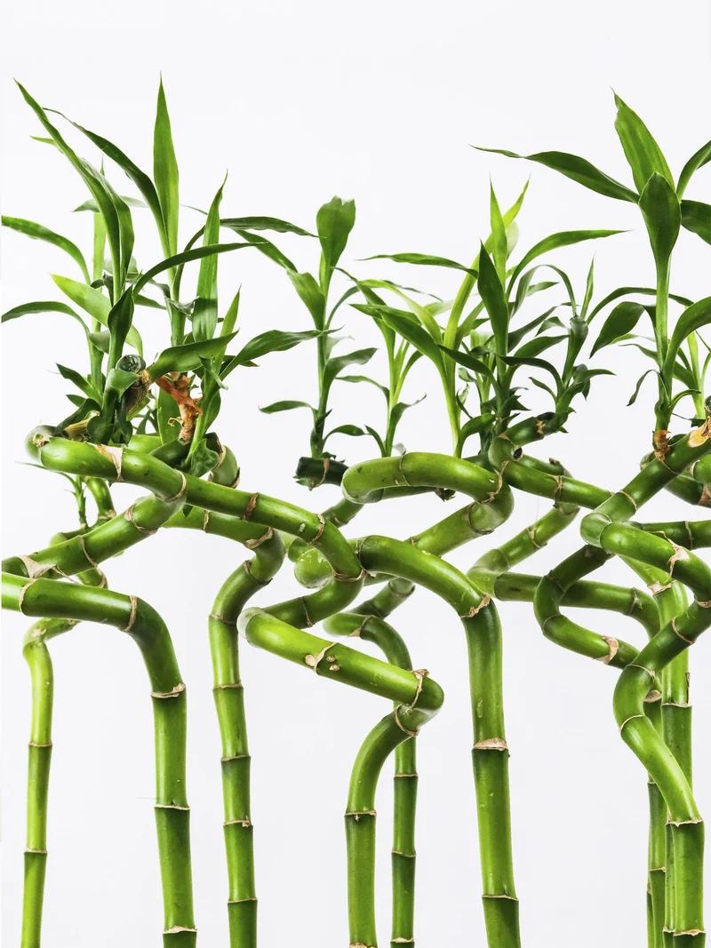 Bamboo Lucky Espiral | Altura 60cm 8 Unidades