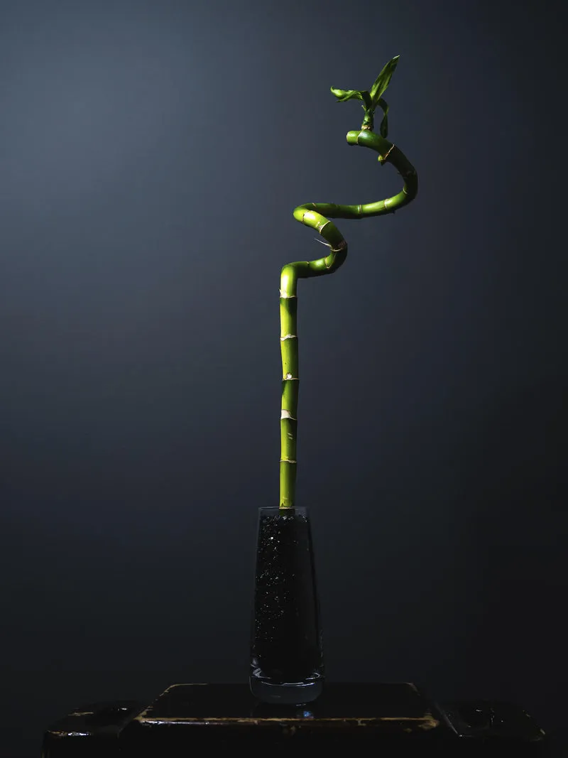 Bamboo Lucky Espiral | Altura 60cm 8 Unidades