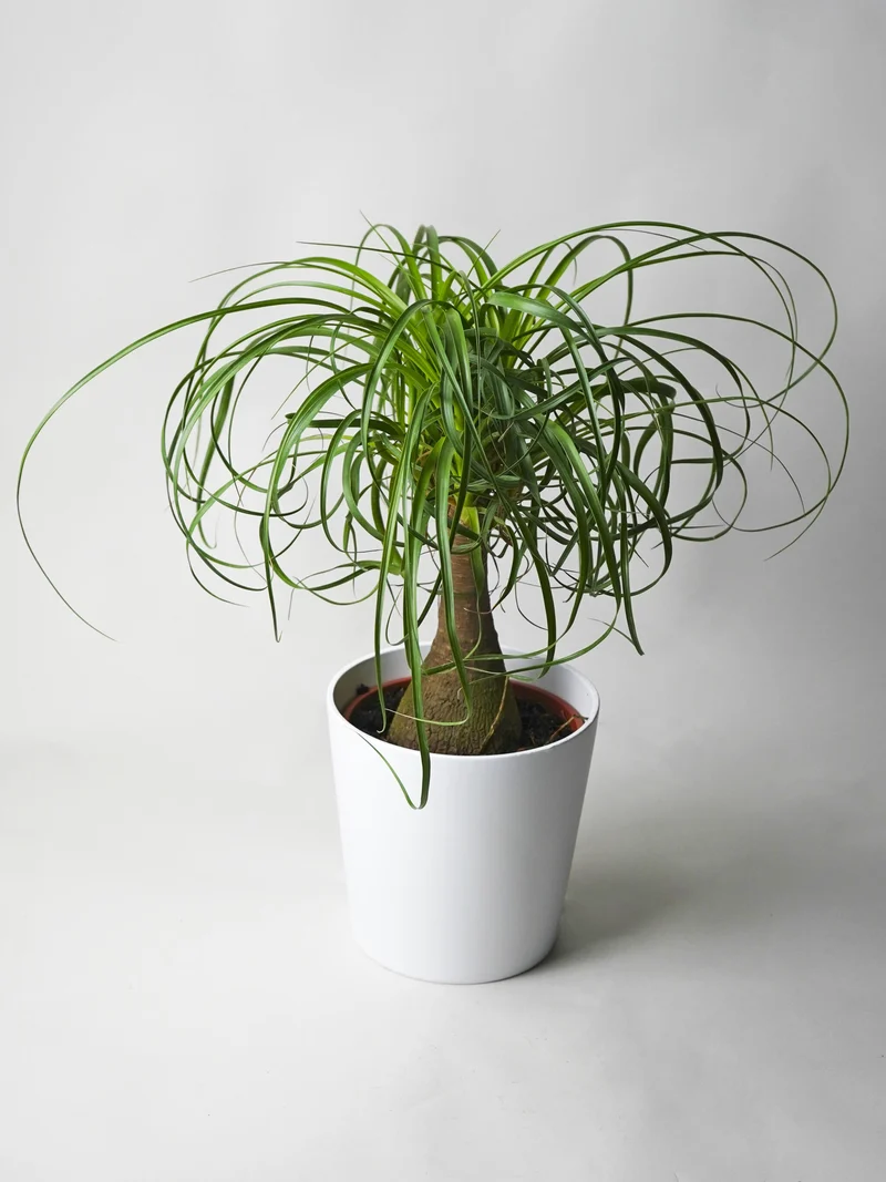 Nolina Beaucarnea | Altura 50cm - Maceta 17cm