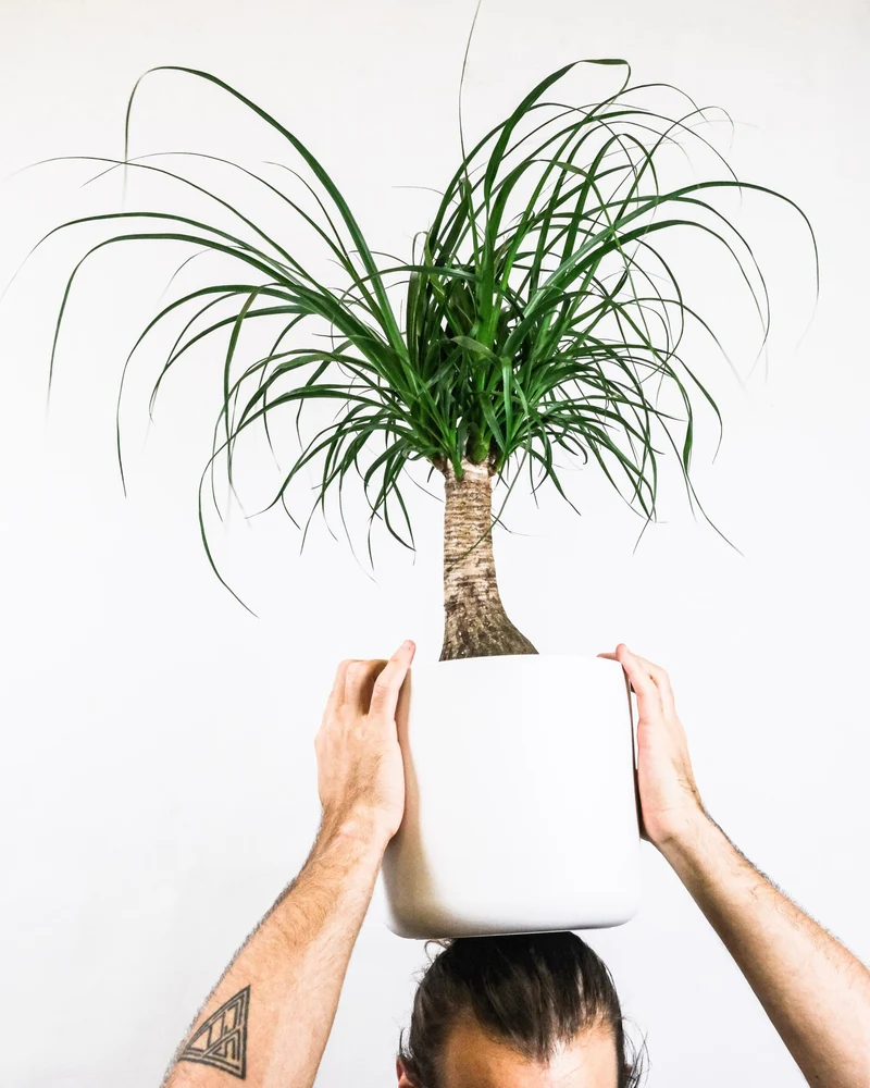 Nolina Beaucarnea | Altura 50cm - Maceta 17cm