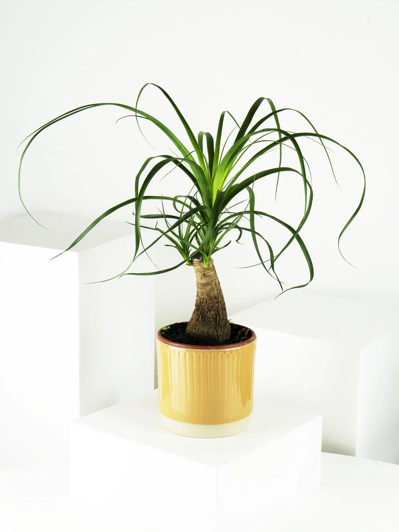 Nolina Beaucarnea | Altura 50cm - Maceta 17cm