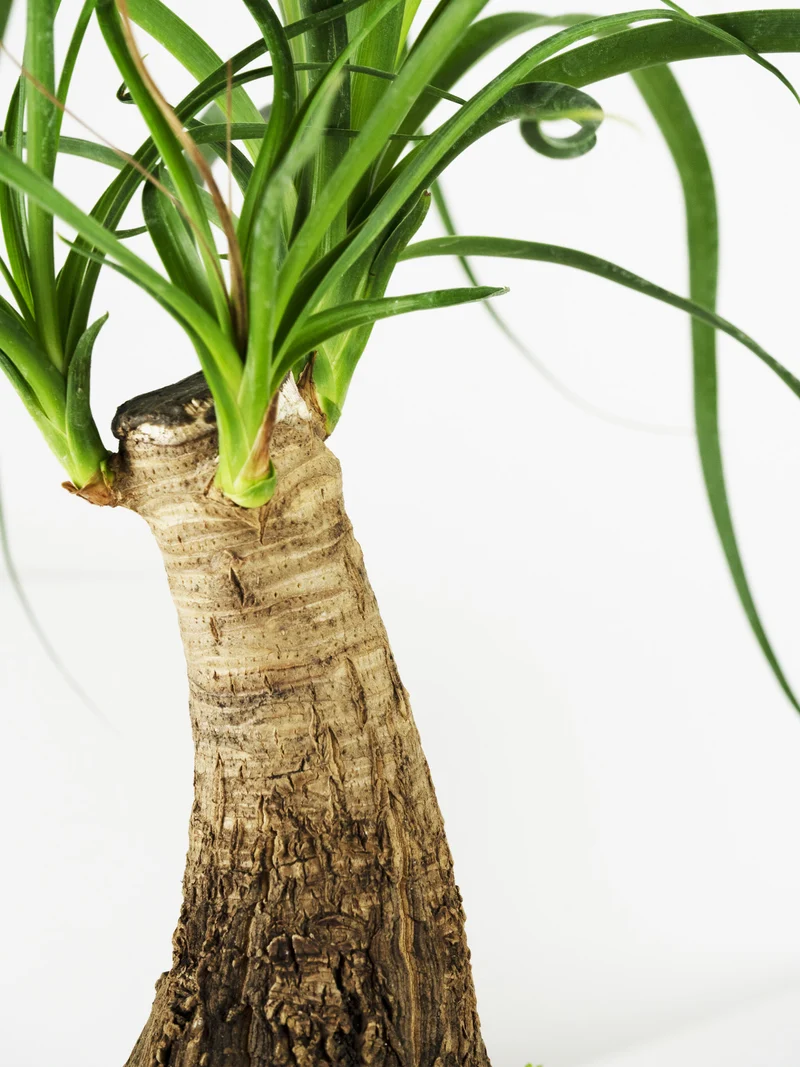 Nolina Beaucarnea | Altura 50cm - Maceta 17cm