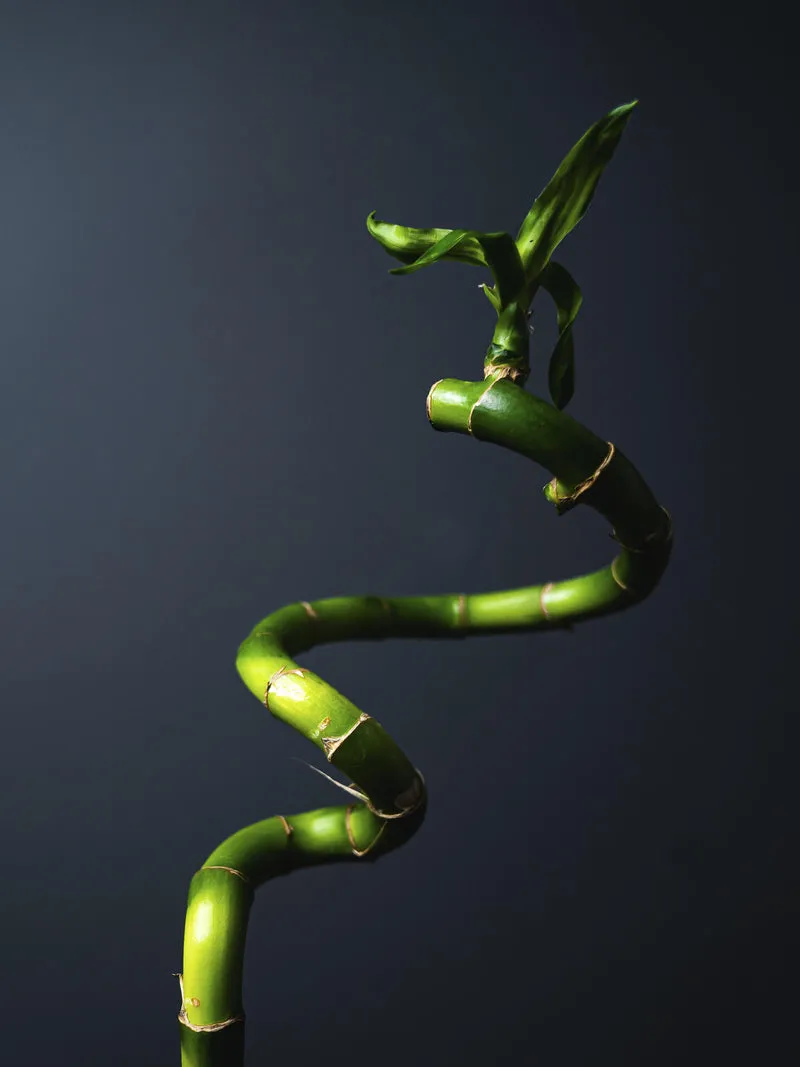 Bamboo Lucky Espiral | Altura 60cm 6 Unidades