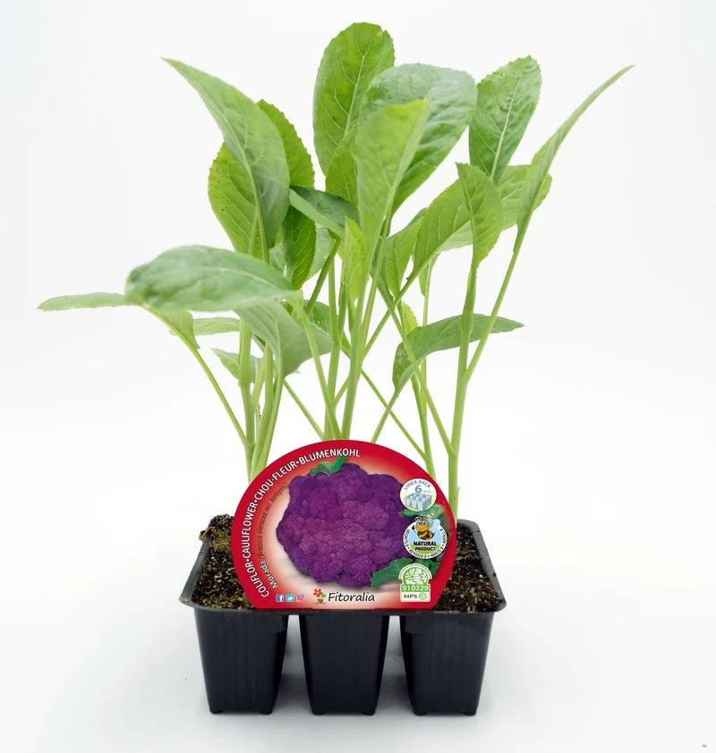 Pack Plantones Coliflor Híbrida F1 Morada Purpurina 6 Ud. Natural - Fitoralia