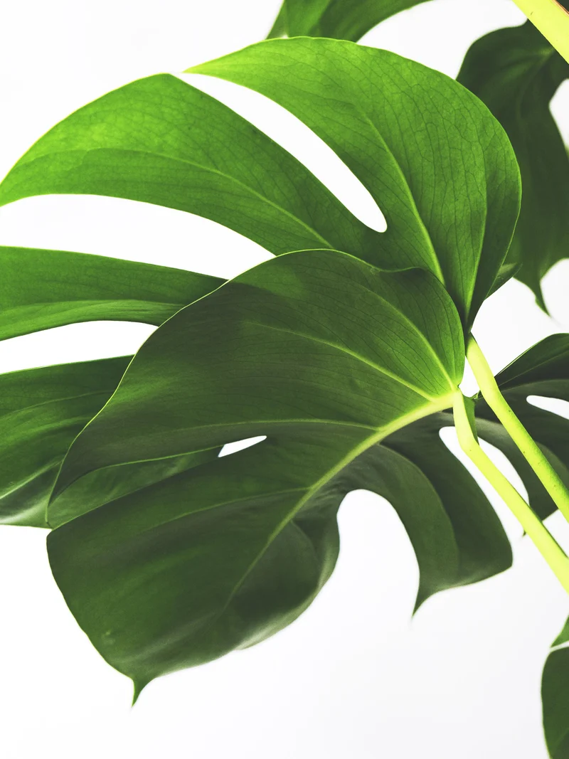 Monstera Deliciosa Tutor Grande