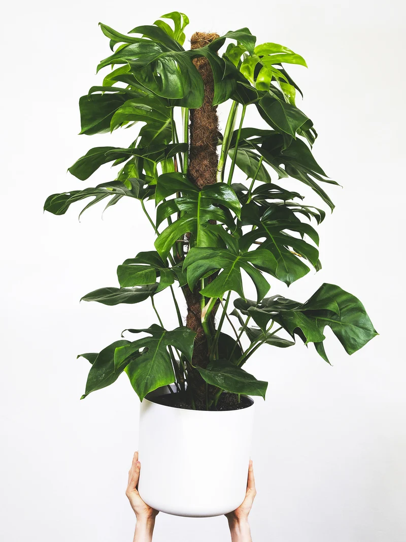 Monstera Deliciosa Tutor Grande