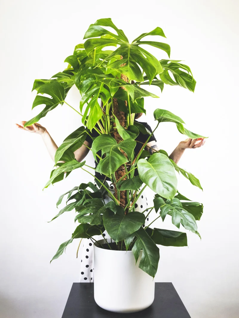Monstera Deliciosa Tutor Grande