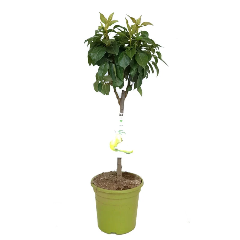 Peral Enano M26 120cm