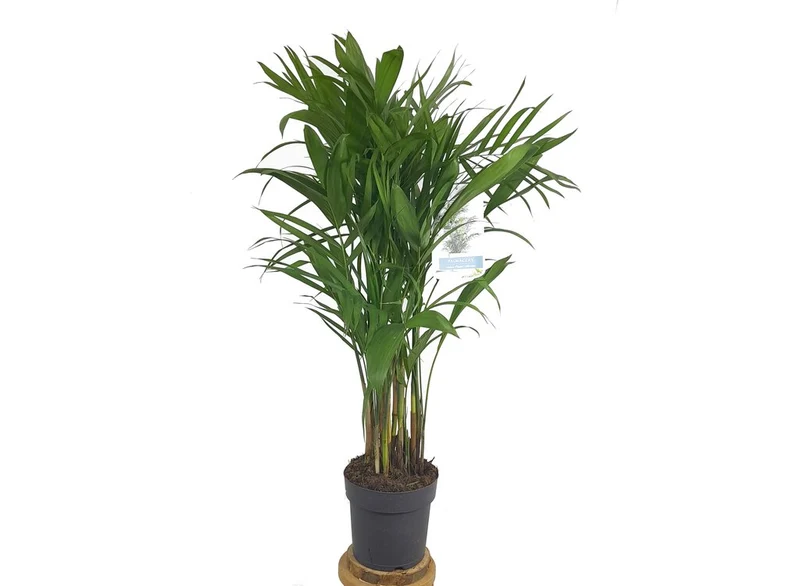 Chamaedorea Seifrizii M21 100cm (palma Bambú)
