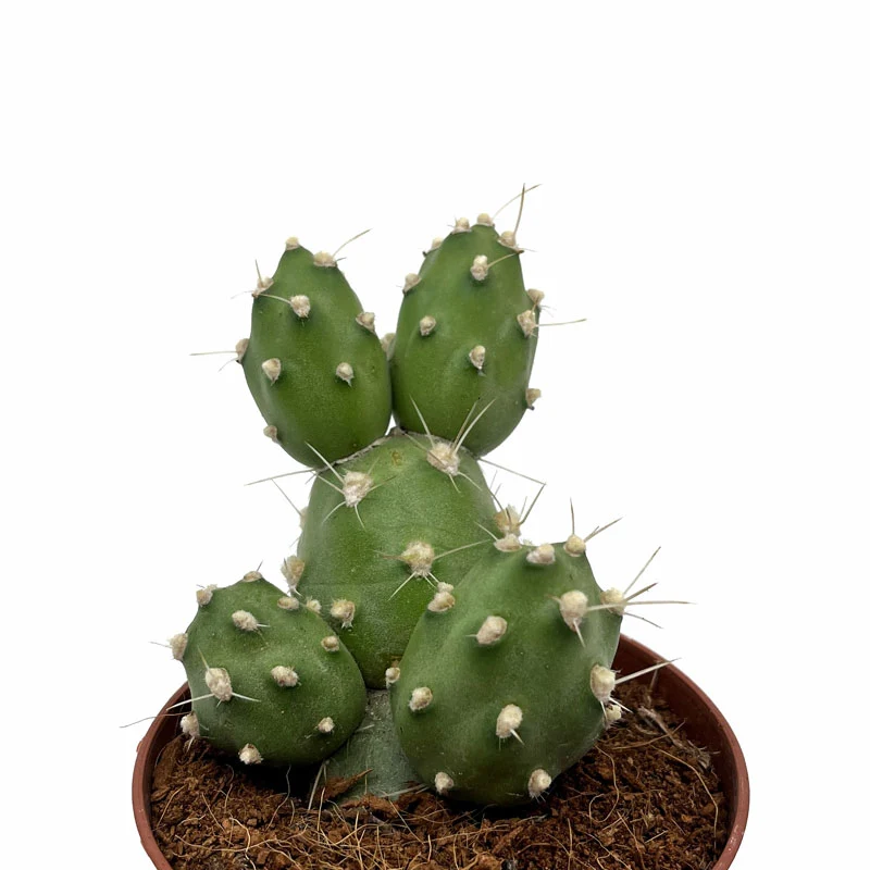 Cumulopuntia Zehnderi Cactus Y Suculentas M8,5 cm Ø