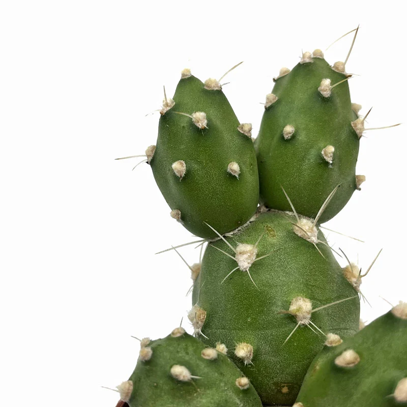 Cumulopuntia Zehnderi Cactus Y Suculentas M8,5 cm Ø