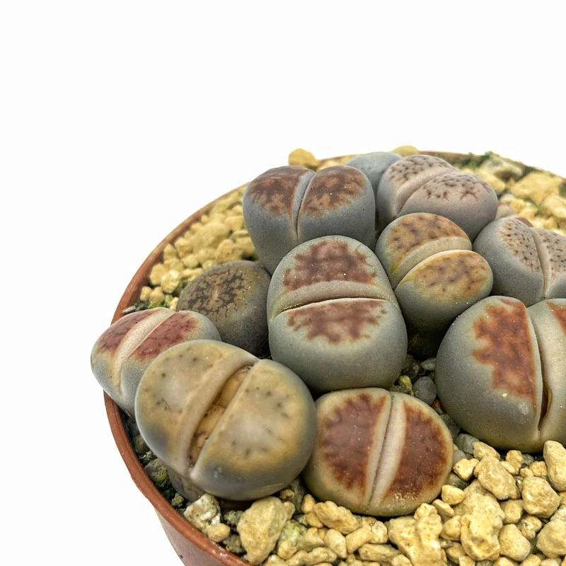 Lithops Cactus Y Suculentas M5,5 cm Ø