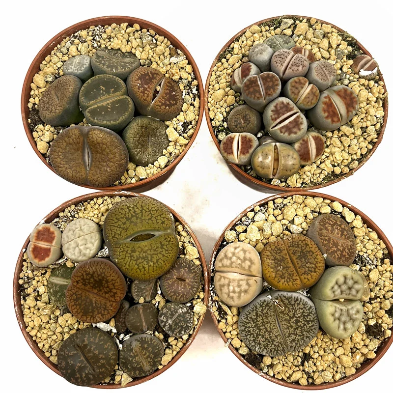 Lithops Cactus Y Suculentas M5,5 cm Ø