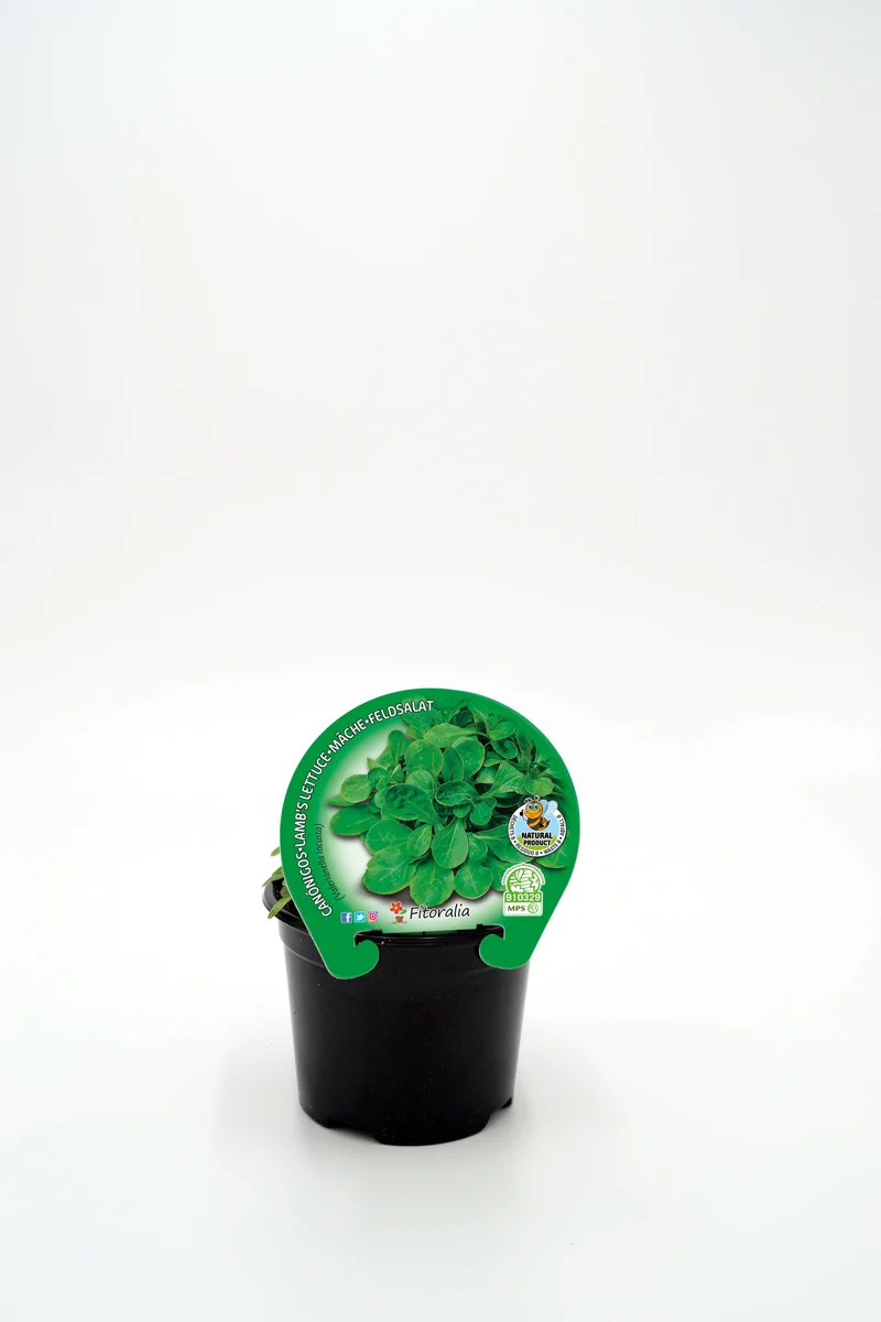 Plantón Canónigos En Maceta 10,5 Cm. Natural - Fitoralia