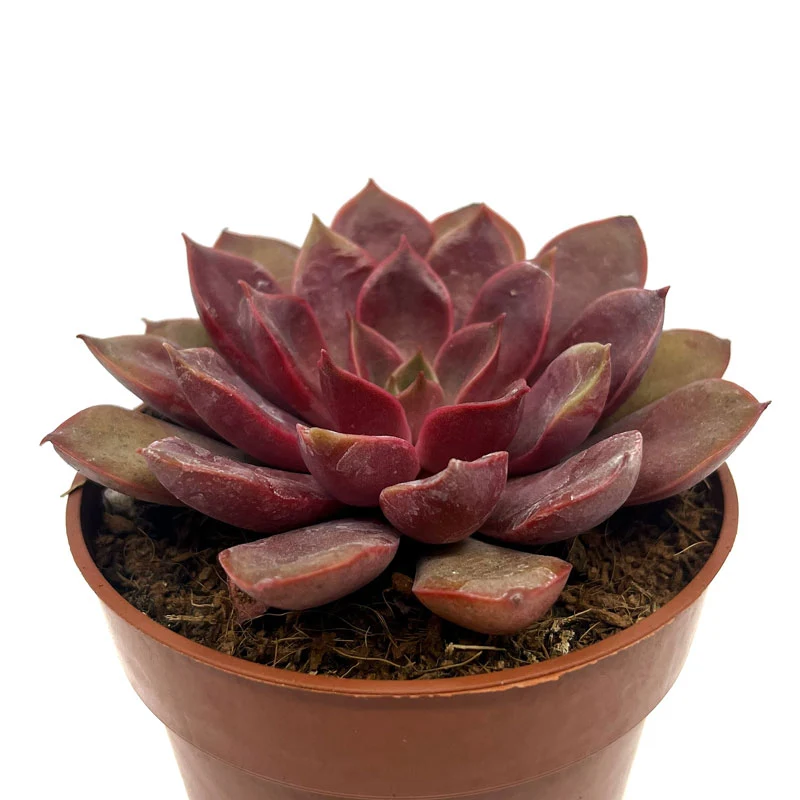 Echeveria Mina Cactus Y Suculentas M8,5 cm Ø