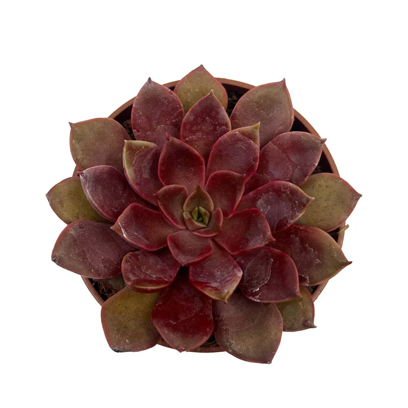 Echeveria Mina Cactus Y Suculentas M8,5 cm Ø