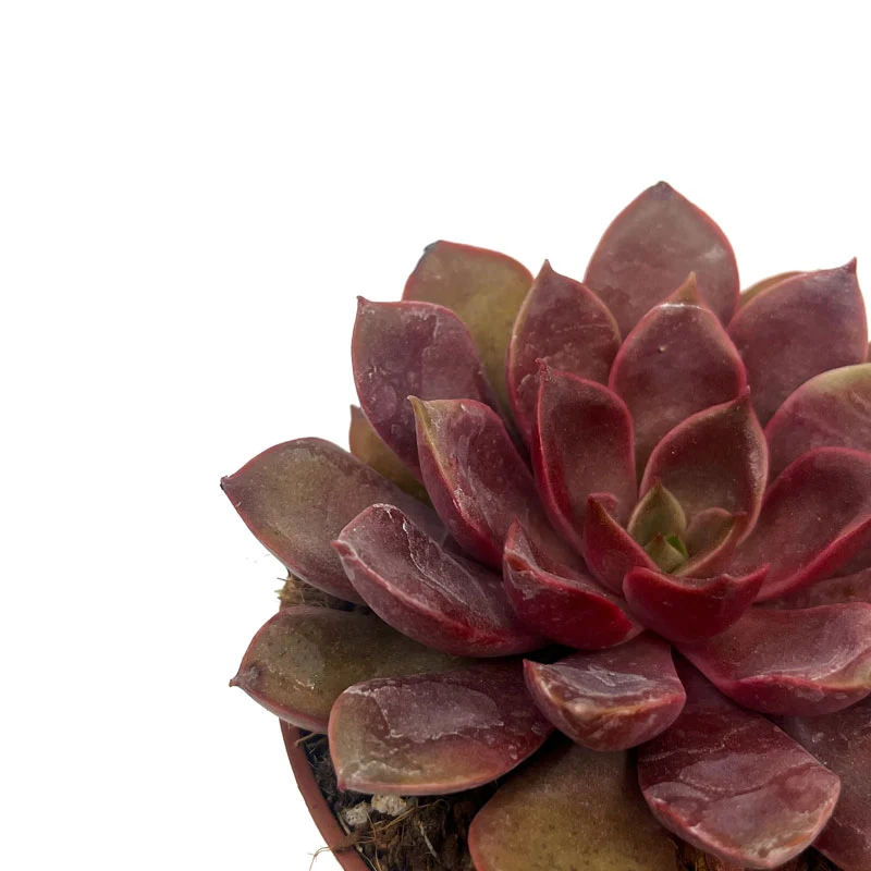Echeveria Mina Cactus Y Suculentas M8,5 cm Ø