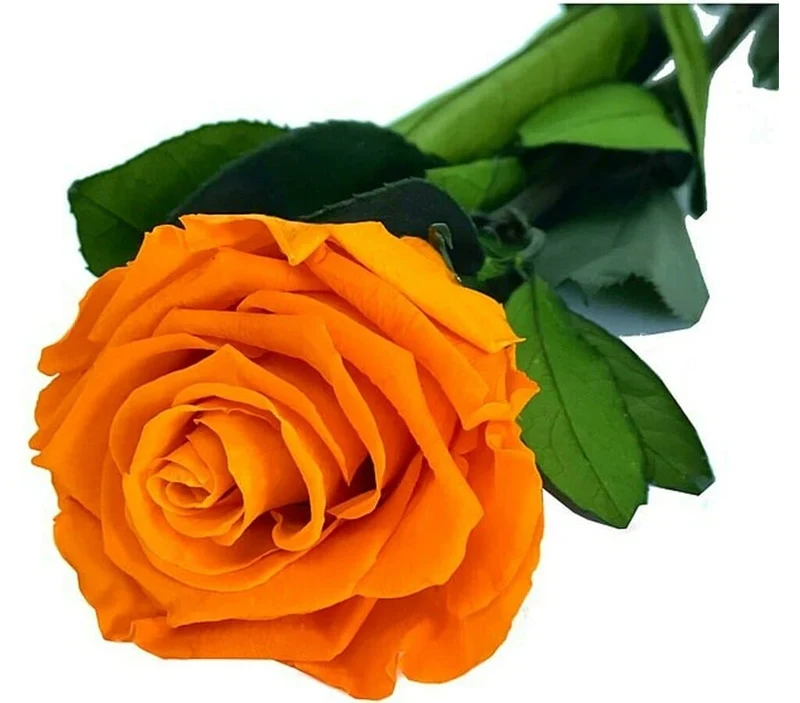 Mundo Eterno Rosa Preservada Naranja 25cm
