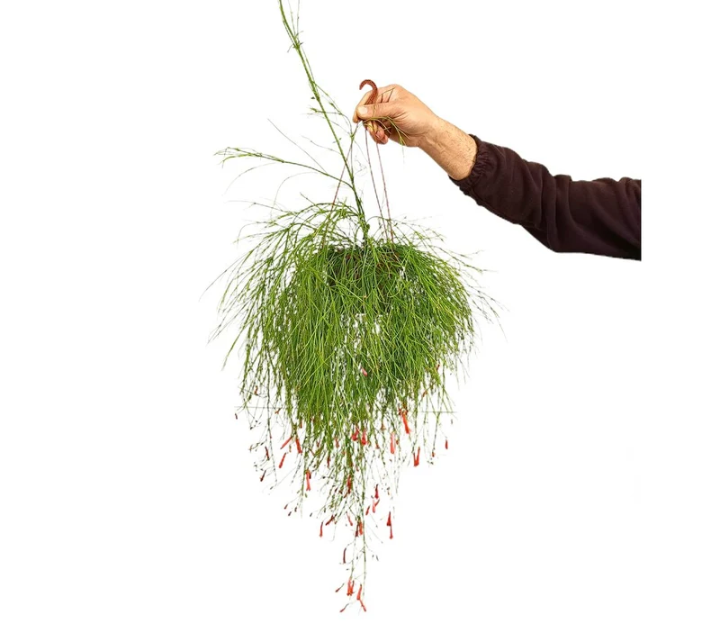 Russelia Equisetiformis M15