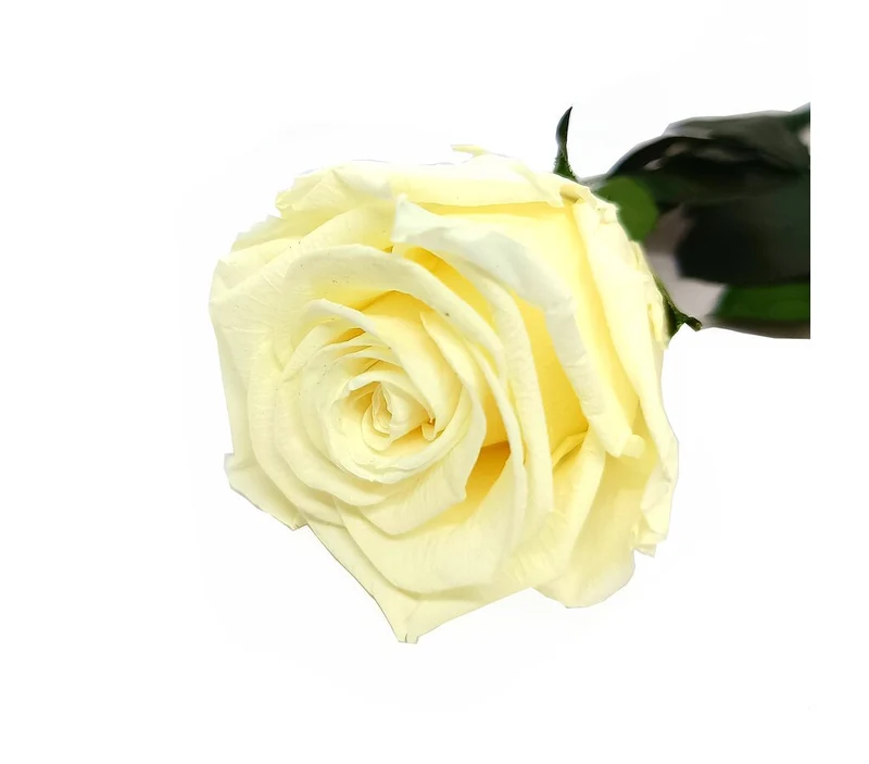 Mundo Eterno Rosa Preservada Crema (champagne) 35cm