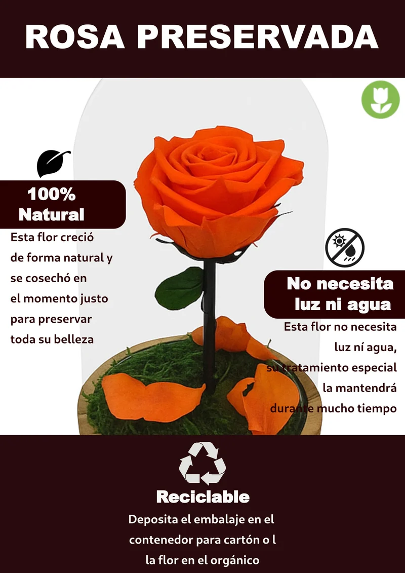 Mundo Eterno Rosa En Cúpula Naranja 12x20cm