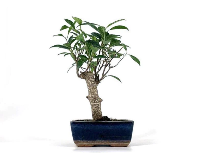 Bonsai Ficus Retusa Tiger Bark - 5 Años
