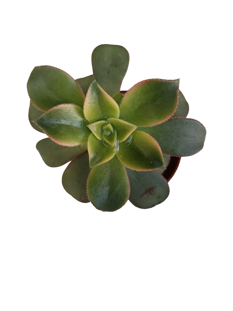 Aeonim Kiwi Planta Suculenta Ø5