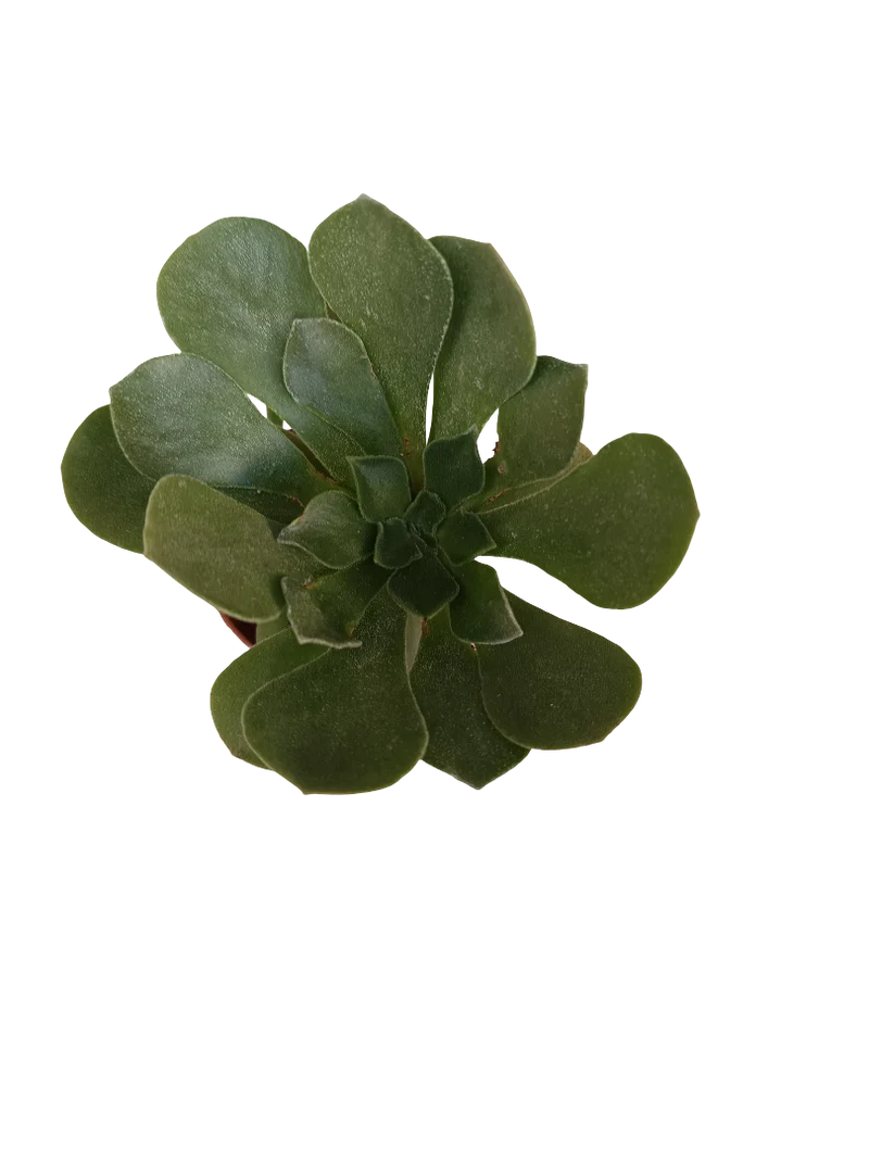 Aeonium Cuneatum Planta Suculenta Ø5