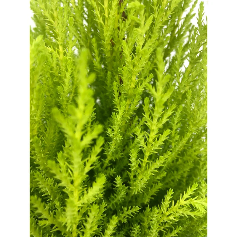 Cupresus Gold Crest Wilma M14 45 Cm (pino Limon)