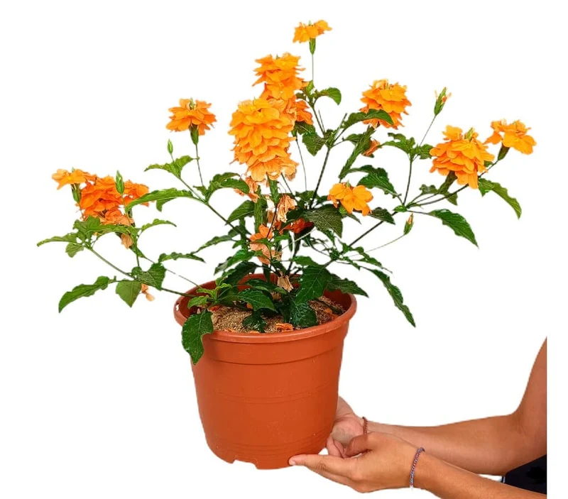 Crossandra Fortuna M22