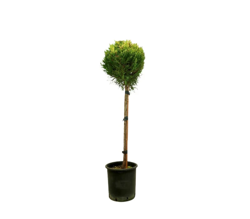 Cupressus Goldcrest Copa M20 120cm