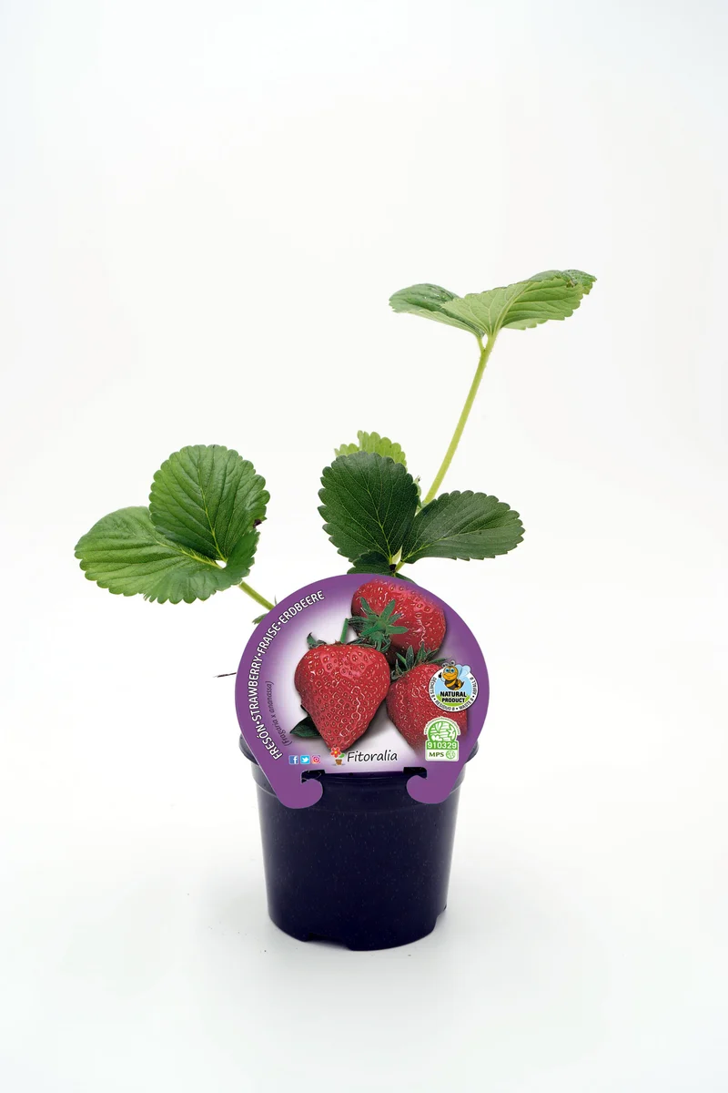 Plantón Fresón En Maceta 10,5 Cm. Natural - Fitoralia