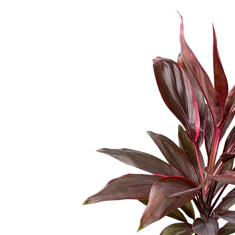 Cordyline Tango, La Planta De Interior Más Representantiva De La Familia