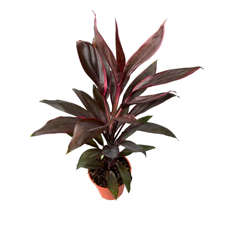 Cordyline Tango, La Planta De Interior Más Representantiva De La Familia