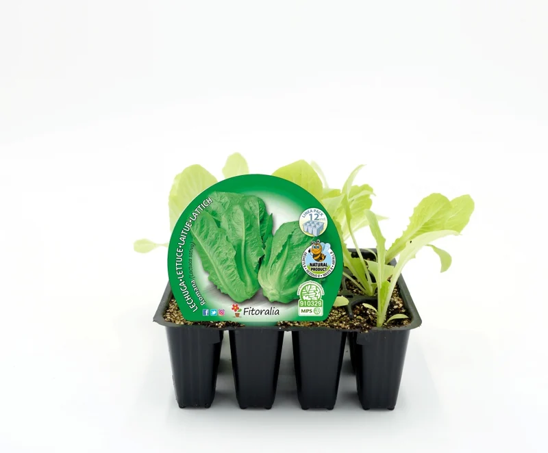 Pack Plantones Lechuga Romana 12 Ud. Natural - Fitoralia