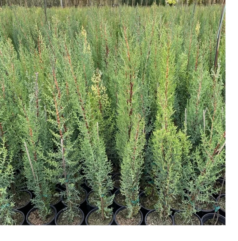 Cipres Sempervirens Maceta