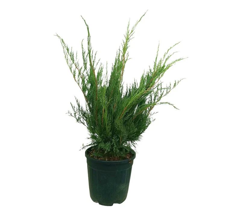 Junipero Mint Julep M25 50-65cm