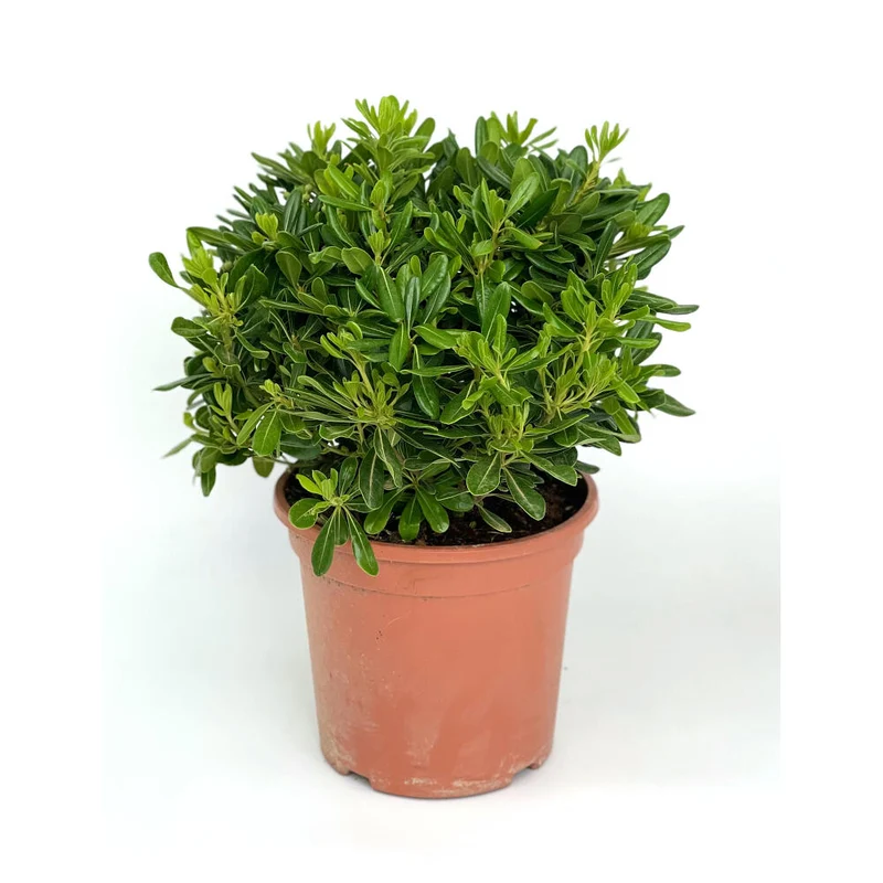 Pittosporum Tobira Nana M25 40cm