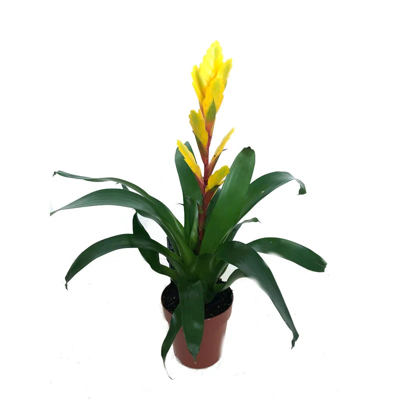 Vriesea Variada M12 45cm