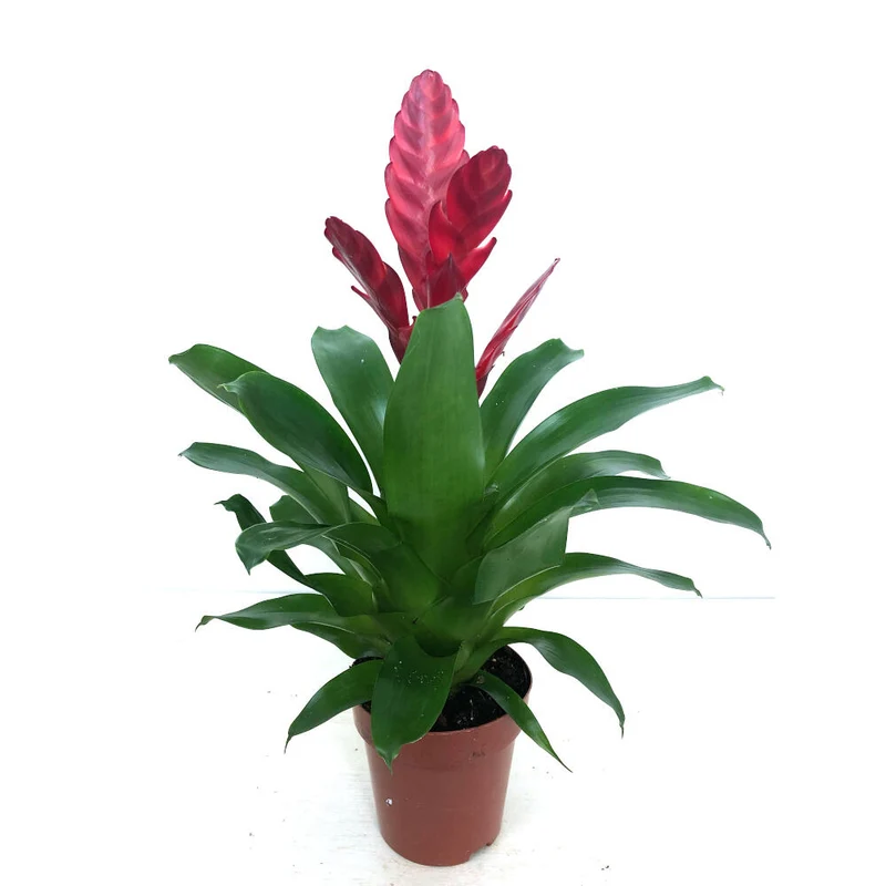 Vriesea Variada M12 45cm